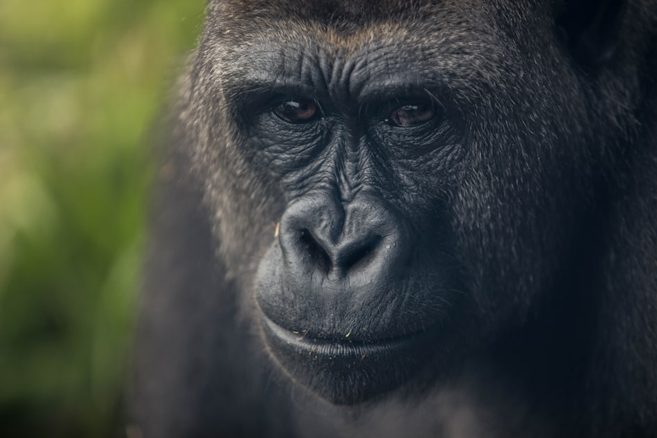 Humane Wildlife Control: What You Need to Know