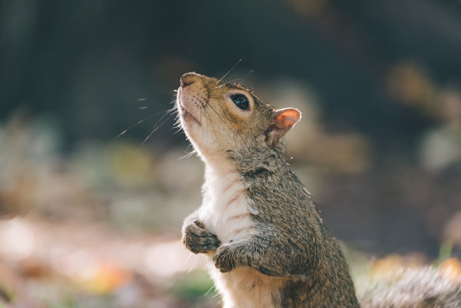 How to Identify Nuisance Animals in Your Home