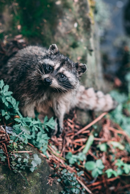 The Importance of Wildlife Prevention Strategies