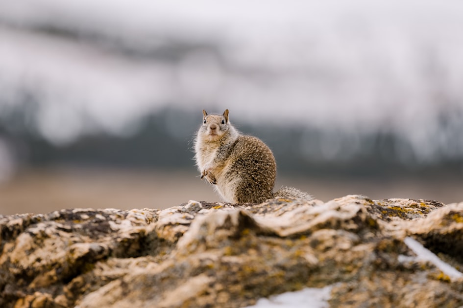Choosing the Right Animal Control Experts