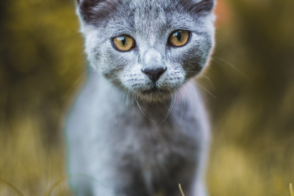 Environmental Impact of Animal Removal Services