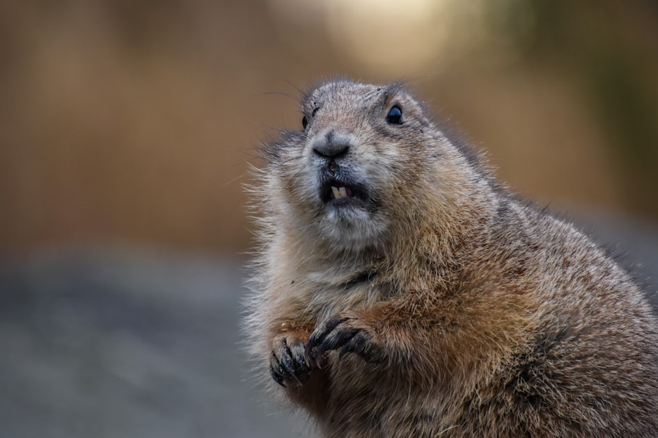Top 5 Benefits of Professional Animal Removal