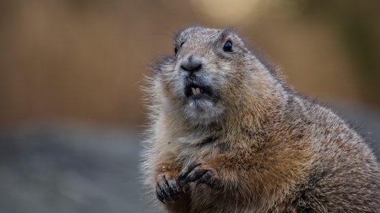 Woodchuck